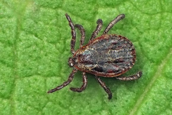 Tick-Borne Diseases & Your Pets