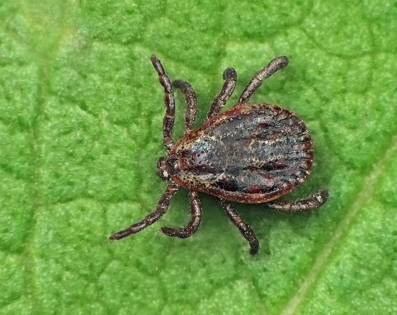 Tick-Borne Diseases & Your Pets