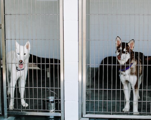 How to Visit an Animal Shelter How to Visit an Animal Shelter