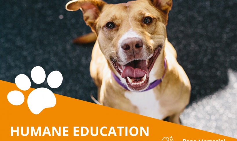 Humane Education Resources for Homeschooling